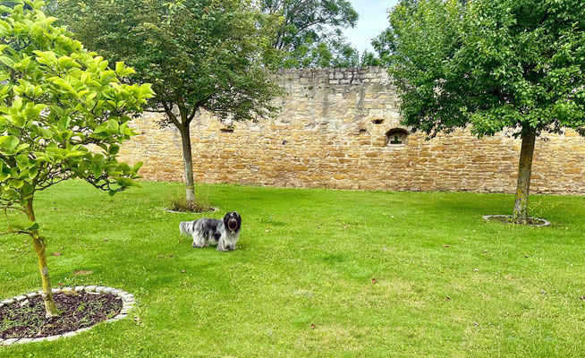 5.7.   Die hoteleigene Hundewiese:MOIN Iphofen