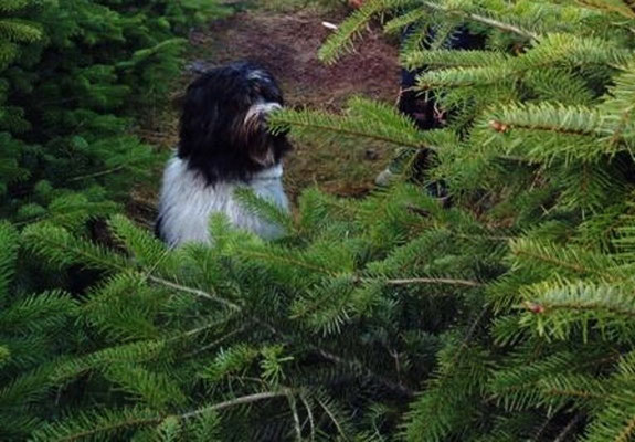 ... für Claudia und Ulf einen Tannenbaum auszusuchen. 