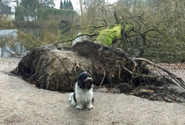 ... und ein Baum ist in die Lehmkuhle gefallen, ...