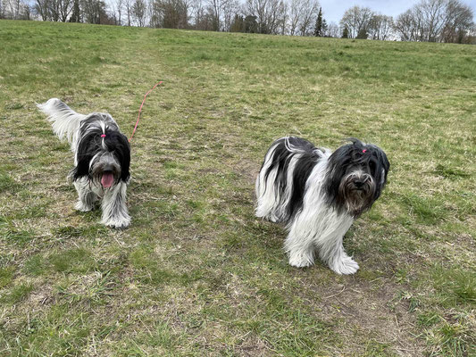 Welpen sind sooo  anstrengend  (🤣 🤣 🤣)