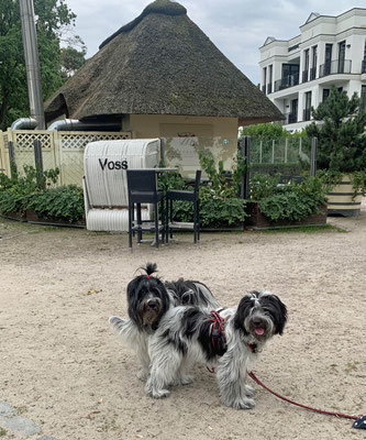 Wir waren auf der Promenade unterwegs, in Scharbeutz haben die Zweibeiner ...