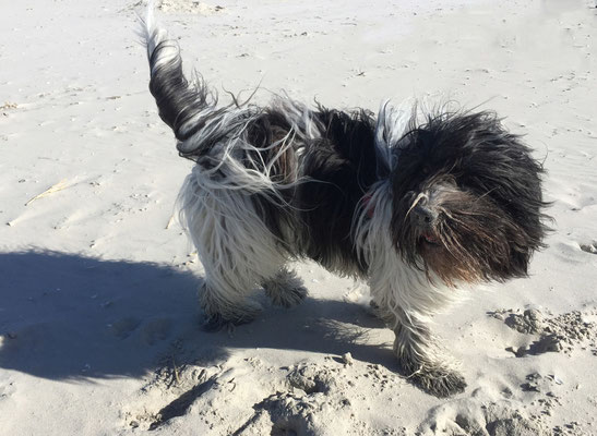 ... damit Frauchen etwas zu waschen hat. Übrigens, so eine Sandschnute ist ein Hochgenuss!