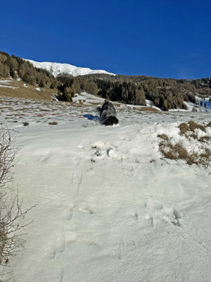 Mein Ball hat sich im Schnee versteckt.