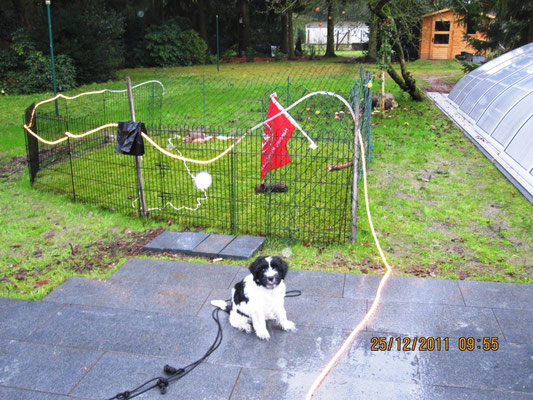 Meinen Auslauf habe ich mir jetzt landschaftsgärtnerisch etwas gestalten lassen: Einige Äste, große und kleine Steine, ein Seil mit Ball und Adventsbeleuchtung.