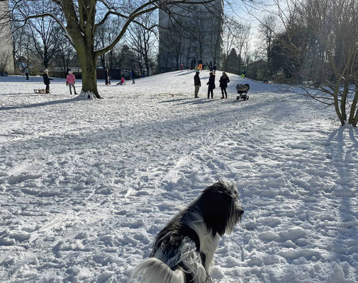 Unser Hundeberg im Park ist jetzt ein Rodelberg!