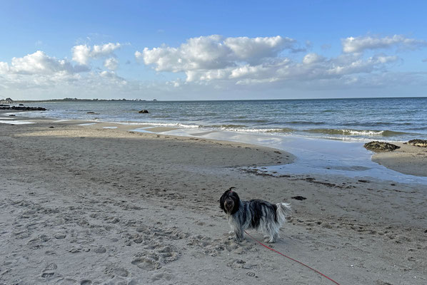 Es sieht aus wie Ebbe; aber hier an der Ostsee machen sich die Gezeiten kaum bemerkbar, sagt Frauchen.