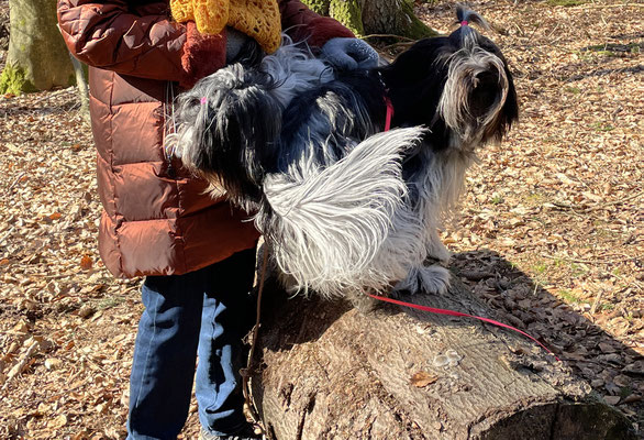 Hund mit 2 Köpfen???