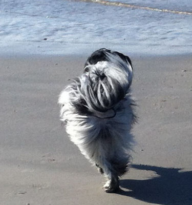 Als Erstes sind wir zum Strand gegangen. Da war es wieder: das Wasser, was immer zu mir hin und wieder weg schwappt.