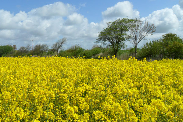 Eiderstedt während der Rapsblüte