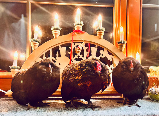 Grübbe Bartzwerge in schwarz