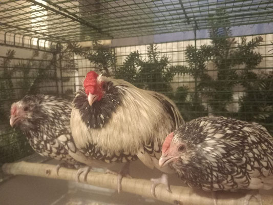 Grübbe Bartzwerge in silber-schwarzgesäumt