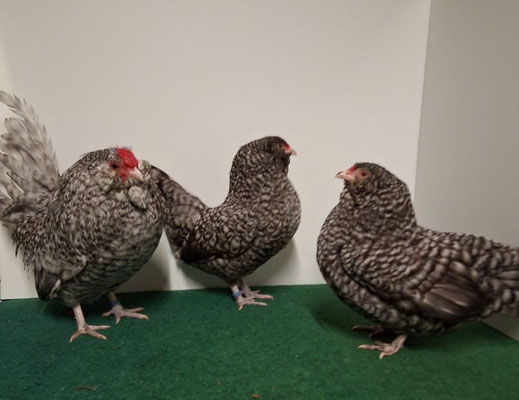 Antwerpener Bartzwerge in gesperbert