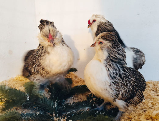 Bosvoorder Bartzwerge in silberwachtelfarbig
