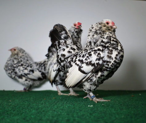 Antwerpener Bartzwerge in silberporzellanfarbig