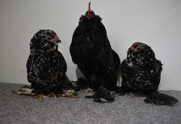 Everberger Bartzwerge in schwarz-weißgescheckt