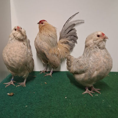 Antwerpener Bartzwerge in isabell-porzellanfarbig