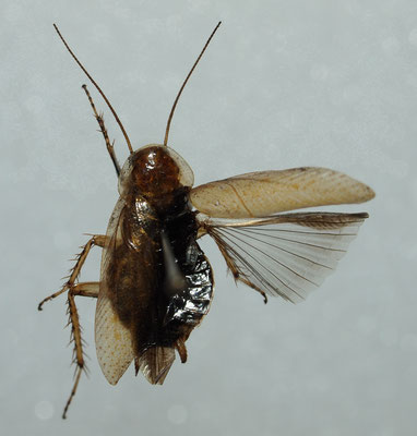 Bernsteinschabe, Ectobius vittiventris (Blattodea, Ectobiidae)
