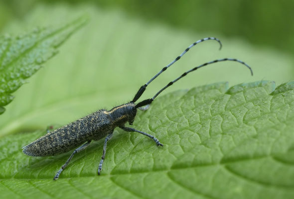 Scheckhorn-Distelbock, Agapanthia villosoviridescens (Coleoptera, Cerambycidae) - Sprockhövel, 16.06.2012.