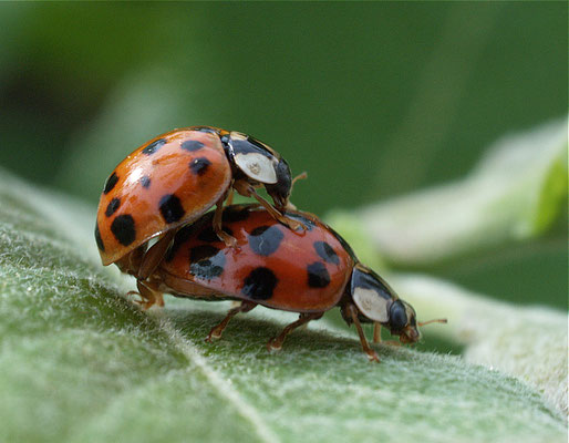 Pärchen des Japanischen Marienkäfers, Harmonia axyridis (Coleoptera, Coccinellidae)