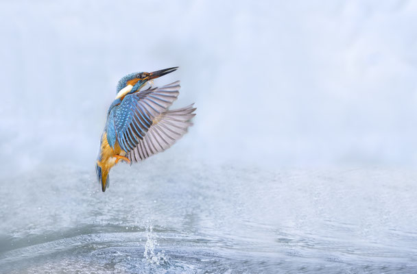 Annahme - Eisvogel auf der Jagd