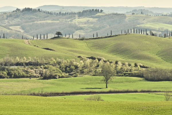 Crete Senesi, Spring No. 6