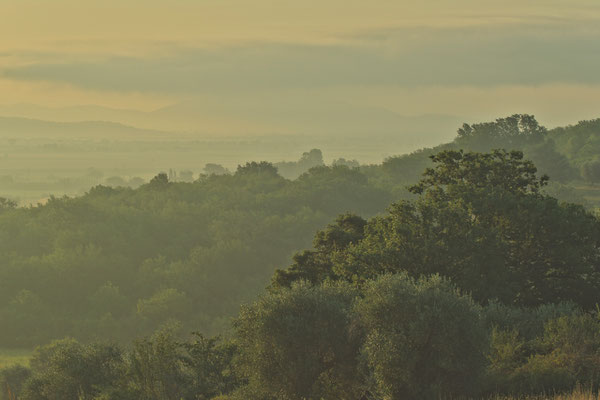 Maremma, Summer No. 9