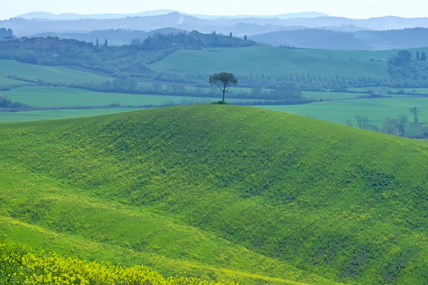 Crete Senesi, Spring No. 8