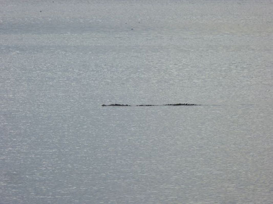 Das Haustier der Bucht von Nargana (Salzwasserkrokodil) oder der Baumstamm der gegen die Strömung schwimmt