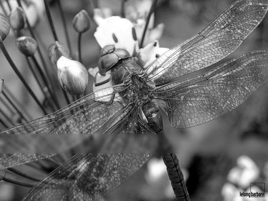 le long barbare photographie - triangle - aeshna isoceles - alsace - 20040623