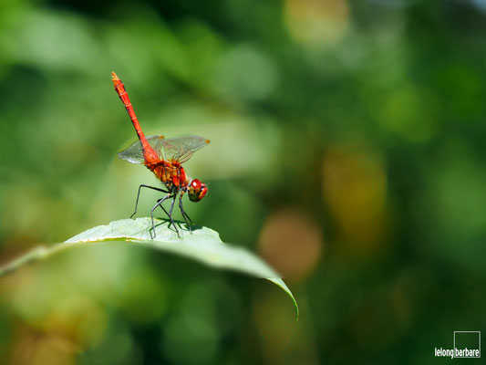 le long barbare photographie - la friche aux fées - sympetrum sanguineum - jura - 20180722