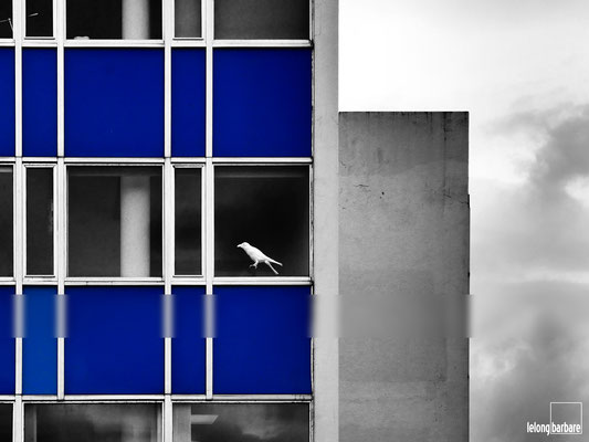 le long barbare photographie - l'oiseau bleu - cage de verre - reykjavik - islande - 20170705