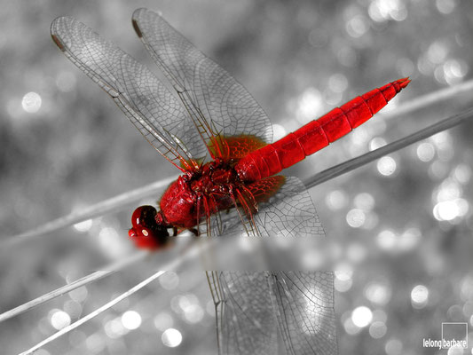 le long barbare photographie - écarlate - crocothemis erythraea - alsace - 200307014