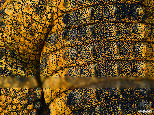 le long barbare photographie - larmes - crocodylus niloticus - lanzarote - 20131026