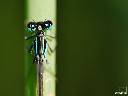 le long barbare photographie - ischnura elegans - jura - 20180909