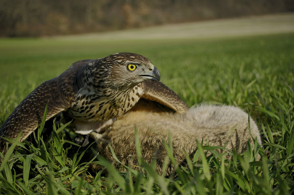 La chasse de l'Autour © E . LAUCHER 