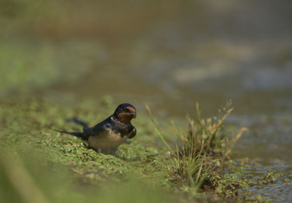 Hirondelle rustique © E. LAUCHER 