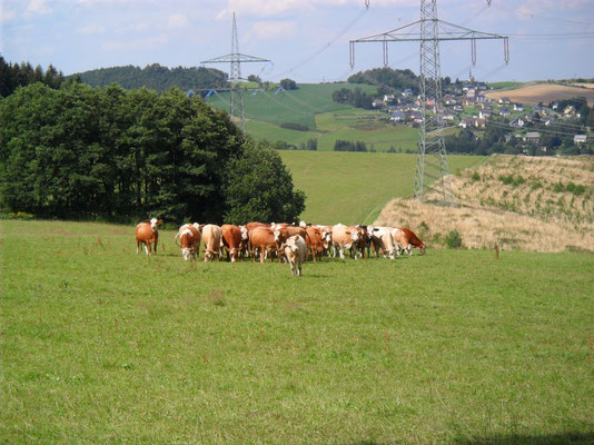 Kühe vor Eibenberg