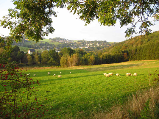 Schafe vor Eibenberg