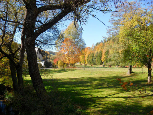Kühe im Tal