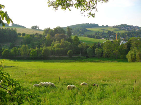 Schafe vorm Geiersberg