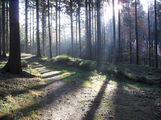 Waldweg im Spätherbst