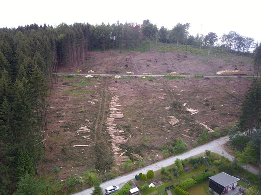 Das Holz wartet auf den Abtransport