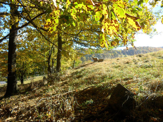 Vergessenes Schaf