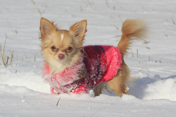 Chi-Love.de | BLOG | Magazin | Chihuahuas im Schnee | Schneeparade 2016