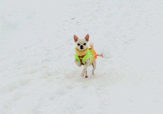 Chi-Love.de | BLOG | Magazin | Chihuahuas im Schnee | Schneeparade 2016