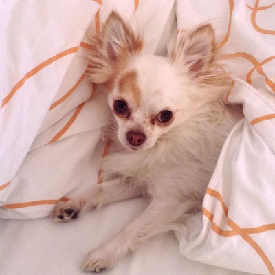 Chi-Love.de | Darf der Hund auf Sofa und Bett?  | Foto: Swiffer Chihuahua 