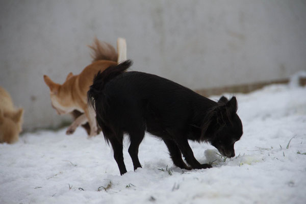 Chi-Love.de | BLOG | Magazin | Chihuahua-Schneeparade 2016 | Chihuahuas im Schnee 