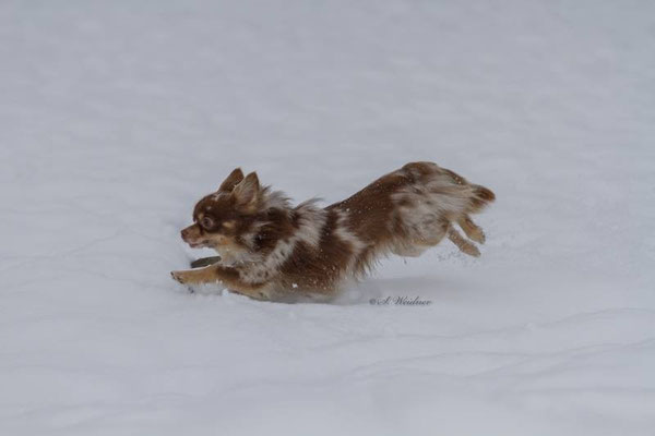 Chi-Love.de | BLOG | Magazin | Chihuahuas im Schnee | Schneeparade 2016