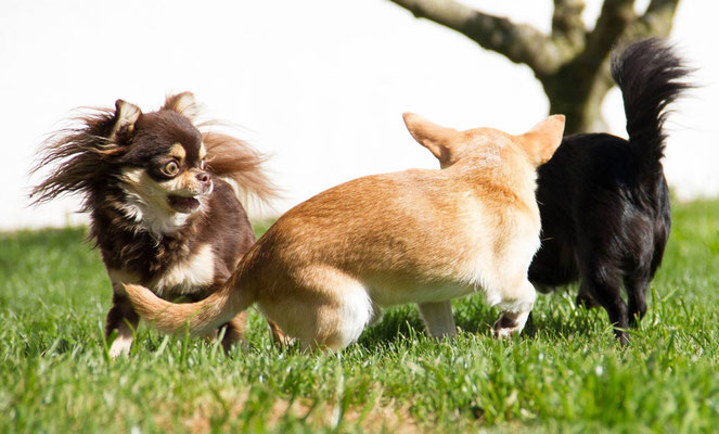 Chihuahuas von den kleinen Piraten