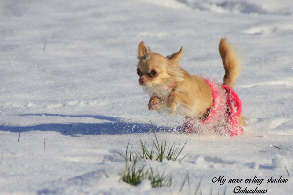 Chi-Love.de | BLOG | Magazin | Chihuahuas im Schnee | Schneeparade 2016